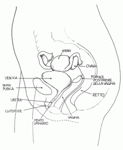 05_1977_metodi-contraccettivi-per-la-donna_f2